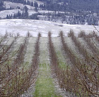 cherry-snow.jpg