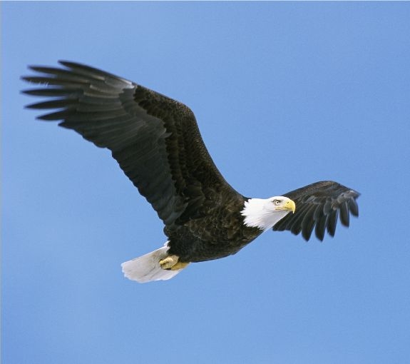 draft_lens4755682module34600592photo_1242748103bald-eagle-picture-flying