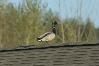 DSC_6391