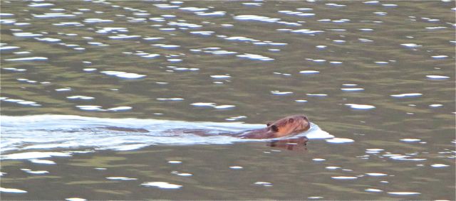 IMG_0911
