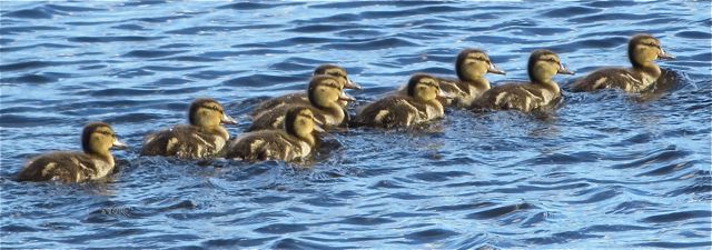 IMG_1029