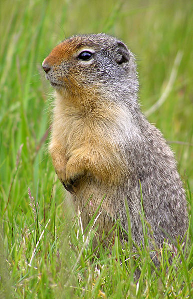 gopher