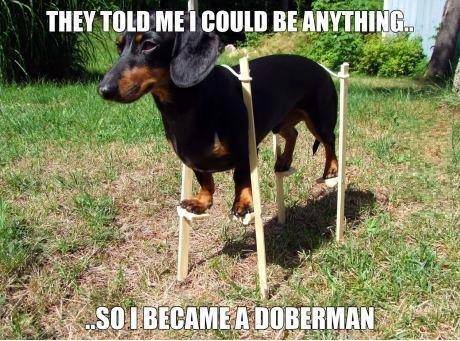dobberman
