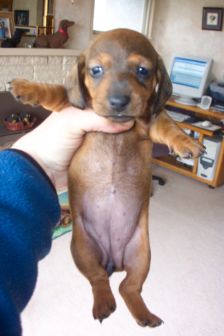 When the breeder sent us her photos we were instantly in love.
