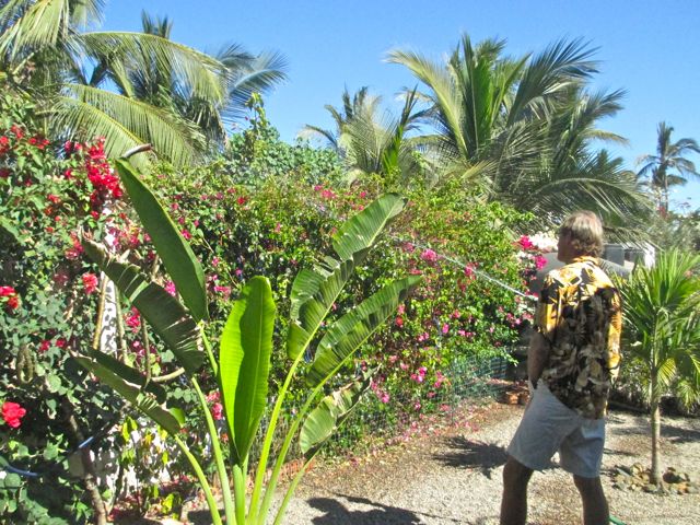 This RV site was a blank canvas when we moved here 4 years ago. Every bit of greenery has been planted by me with the help of Colin and of course wonderful Ishmael. HE waters my gardens the entire time