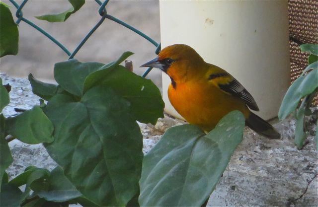 We have several varieties of orioles that feed of oranges that we put out for them.