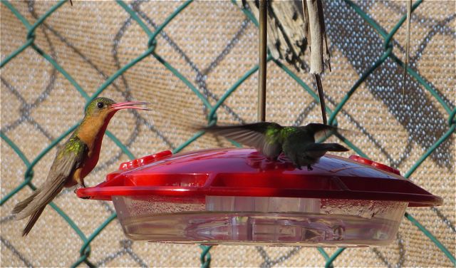 love our hummigbirds