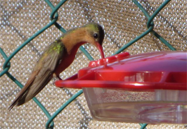 Seeing as we are leaving in a few weeks I have decided to stop feeding all the birds. They will need to find food on their own soon.