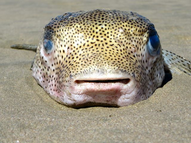 I would say this guy has been beached.