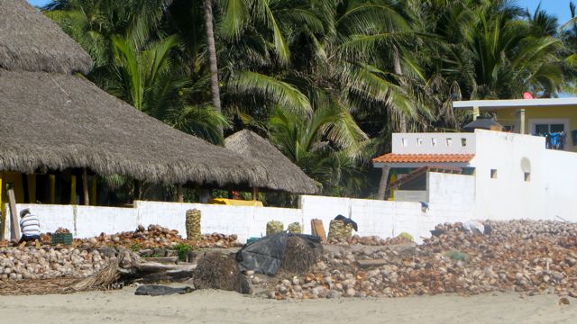 They are opening the cocos and letting them dry in the sun.