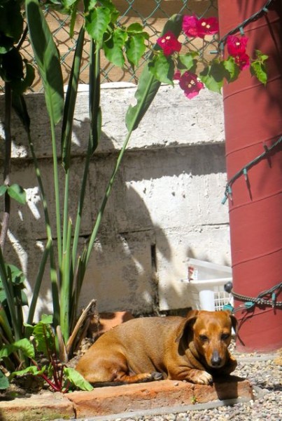 The girls are enjoying their days. I know they will miss the freedom of walking down the beach naked. NOt sure why Caeli chose to relac
