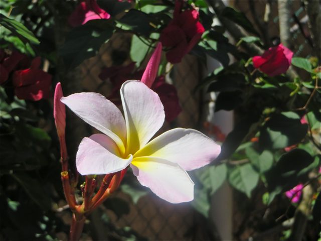 I purchased this plumeria tree 6 years ago and it lived in a pot the first 2 years. Can you imagine, I had over 35 pots and moved thm all to someones home to care for them while we were away.