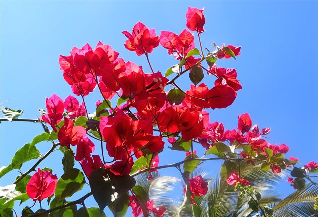 My bougainvillea all go back 6 years and continue to do well. Another favorite blossom.