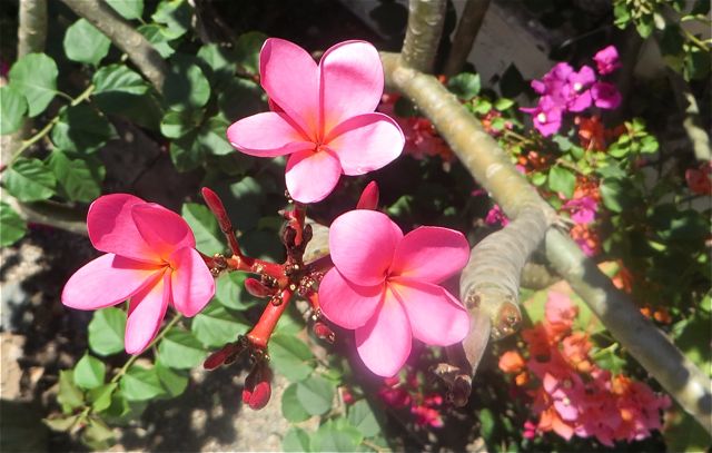 My second plumeria. I think next year I am going to get a third, in yellow.