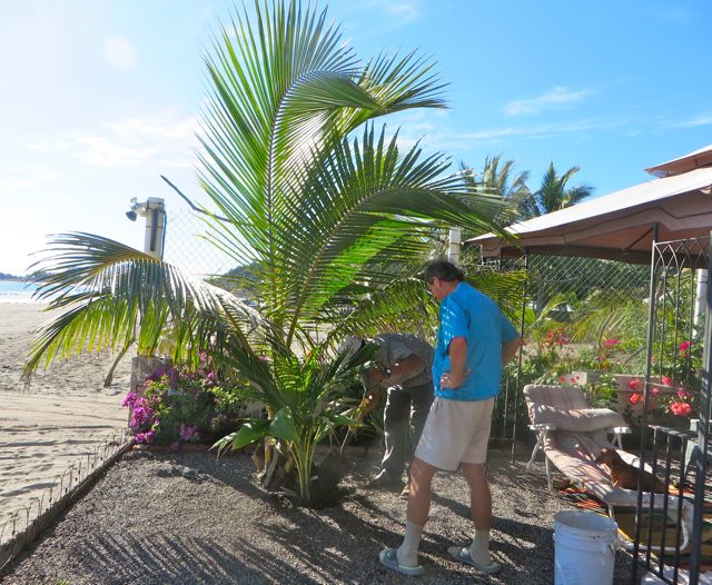 Every RV site here in RV 1 had a palm tree except this site. Five winters ago when we knew this was going to be our very own site I asked the owner to plant me a palm.