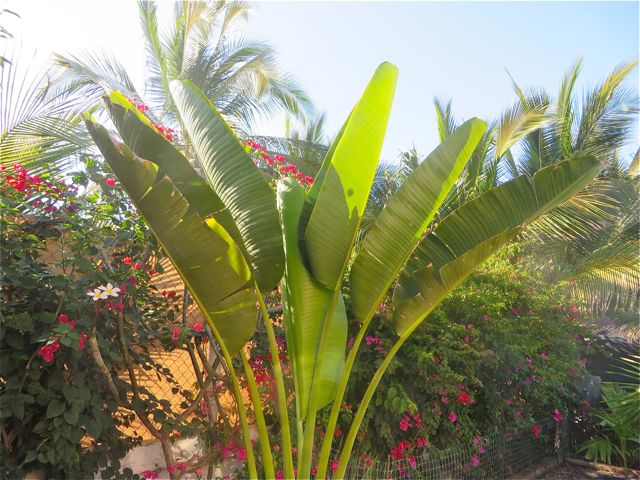It have been a great joy to me to watch this palm grow.