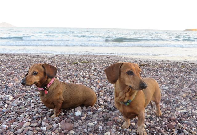 But we made it safe and sound and that is all that counts. Colin took the girls to the beach while I did a mop up. He said that they just sat and looked about.