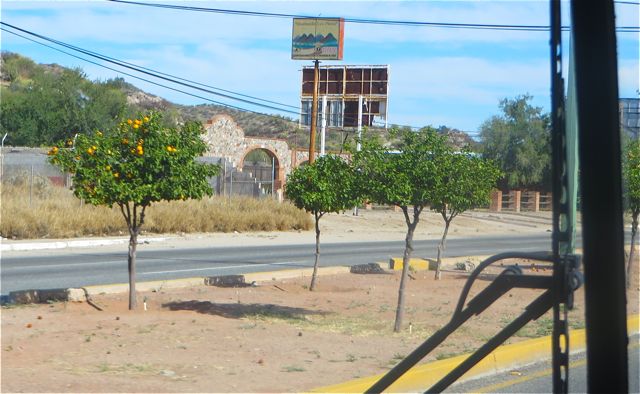 Much of the boulevars at the North end of Hermosillo is planted with oranges trees. What ag reat idea. Free fruit for thoise who nend it.