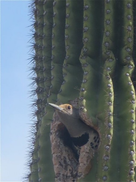 Just after the Hemosillp till we stopped at a Pemex. Colin took the girls out to do their businees ahil eI cut uyp firut and muugins fo rus to enhoy as we kept driving. I couls hear a bird while inside. Colin caputured the phot.