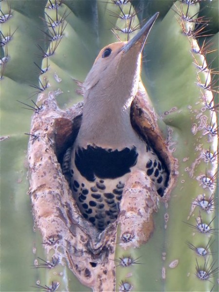 What a cute little woodpecker. Not sure if he was a baby.
