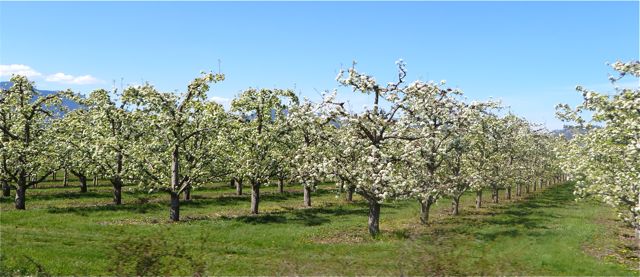 The apple orchards are in full bloom as are the lilacs.