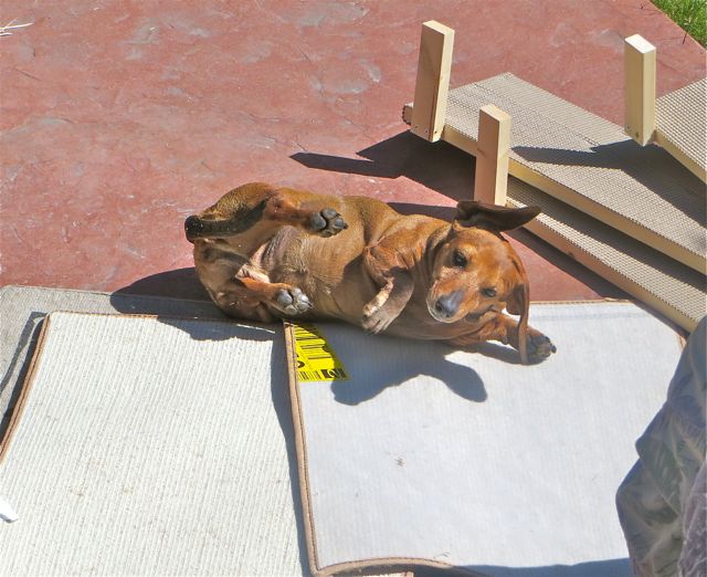 Caeli is his helper, I caught her mid roll.