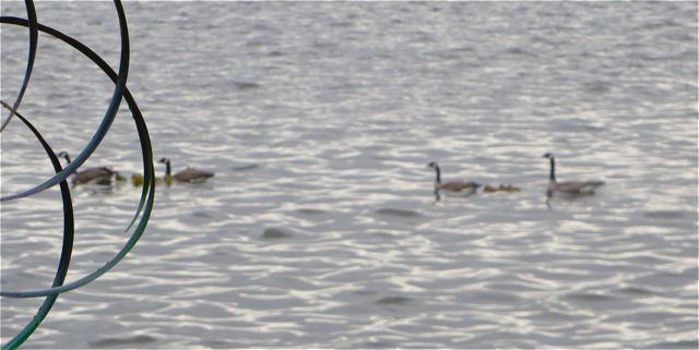 A quick and unfocused photo but all to the good, there are in fact, two geese families.