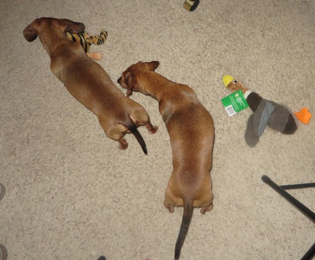 The girls really look like long dogs in thsi dhoat========