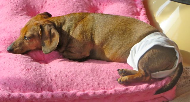 Caeli is not too happy at having to wear underpants.