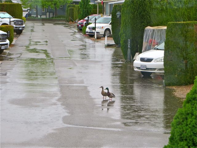 The ducks seemed confused and moved up from the lake to the road.