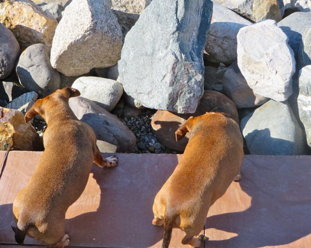That day it was, "Mom get out here, something is in the rocks" .