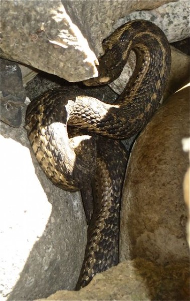 It was the snake. Not sure but I think it is our resident snake as this is the third year it has shown up.