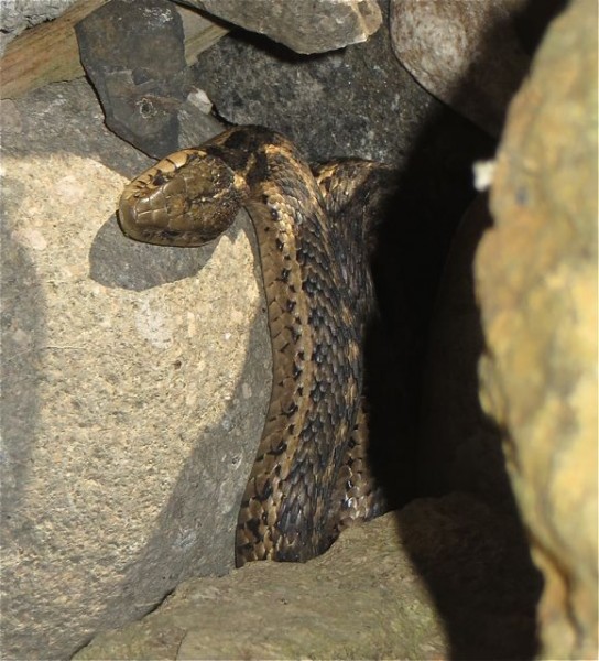 I missed getting it's tongue slithering in and out. This was already more that I needed or wanted to see.