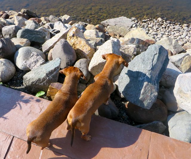 The girls could have spent all morning on the hunt.