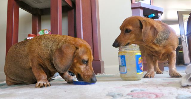 Finally Colin got them to come inside with a bribe. Caeli got the lid of the peanut butter jar while Carmeh got the dredges of the jar itself.