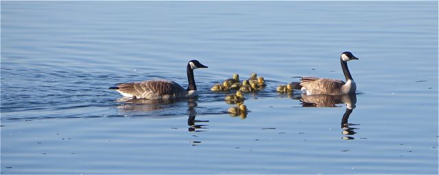 The day started out with a wonderful family swimming past.