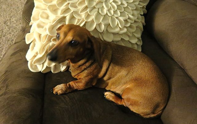 She was particularly fond of Bill and enjoyed cuddling him on the sofa. Good shot Bill.