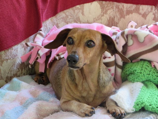 For some unknown reason she decided to look like the flying nun. Those ears are 'outstanding'.