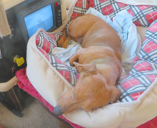 Carmeh fell asleep shortly thereafter. When she is awake while we are driving it is a chore to keep her settled and to anticipate here every desire. She is drinking huge amounts of water which concerns me.