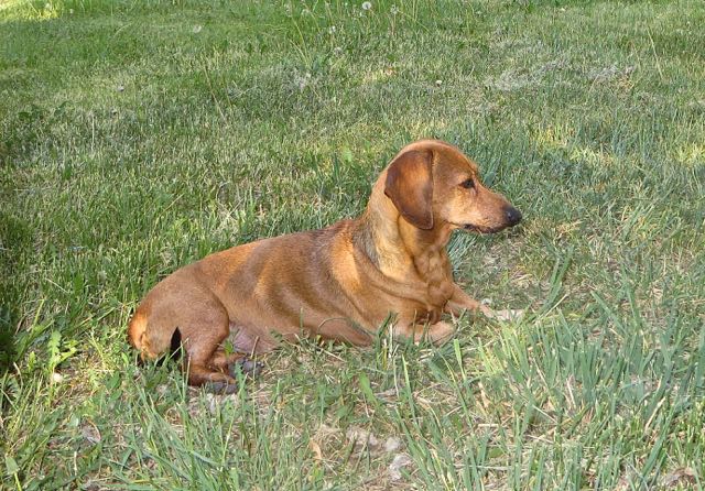 Nice shot of Carmeh. She did enjoy just sitting on the grass but boy does she hate being penned.