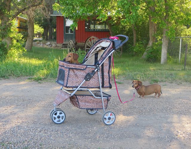 Sorry I missed the walk.
