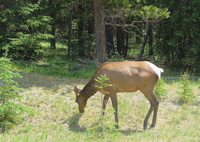 Our first glimpse of wildlife as we went up the road to the RV Park.