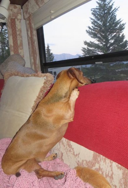 See how her back feet just don't sit right. She is trying so hard but with everything tiny freedom we give her she oveeracts.