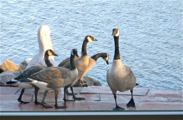 Out of the corner of my eye I noticed some movement on the patio. A family with a few young ones feasting on our lush green lawn.