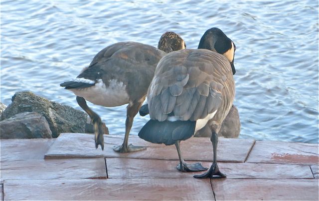 As if rehearsed they waddled down the steps to the beach once by one.