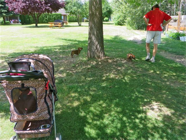 Yesterday we took Carmeh out of the stroller so she could have a few sniffs and a walk a few steps and do her business.