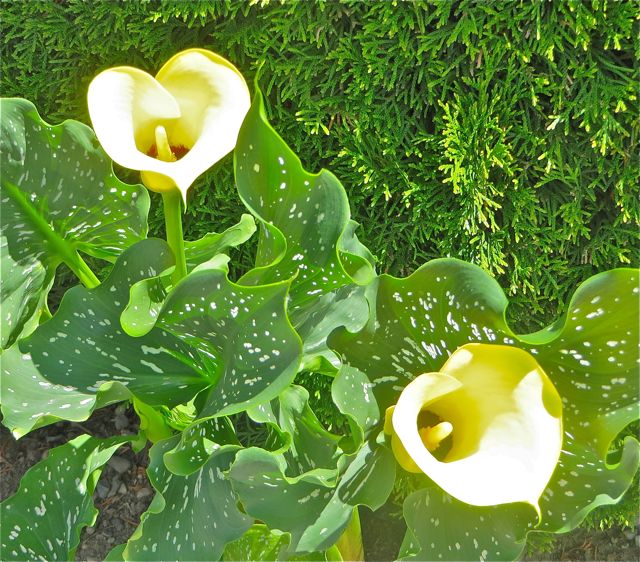 So many beautiful flowers i the Park but I am partial to these Calla Lilies.