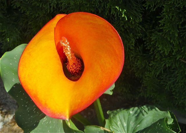 These are grown in pots. I must ask the owner when I see her if she grows them form the same bulbs year after year.