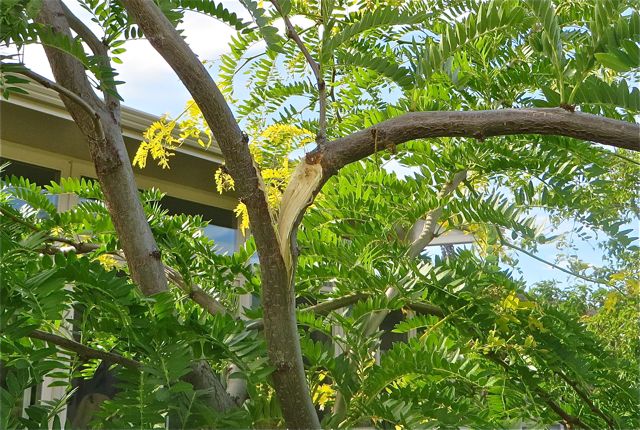 One of our trees has a split in it. Apparently there were some severe winds off the lake while we were gone. My landscaper comes on Thursday and we will discuss how best to save the tree. He feels we have to chose which branch to keep, I am hoping we can somehow keep both. Any ideas?