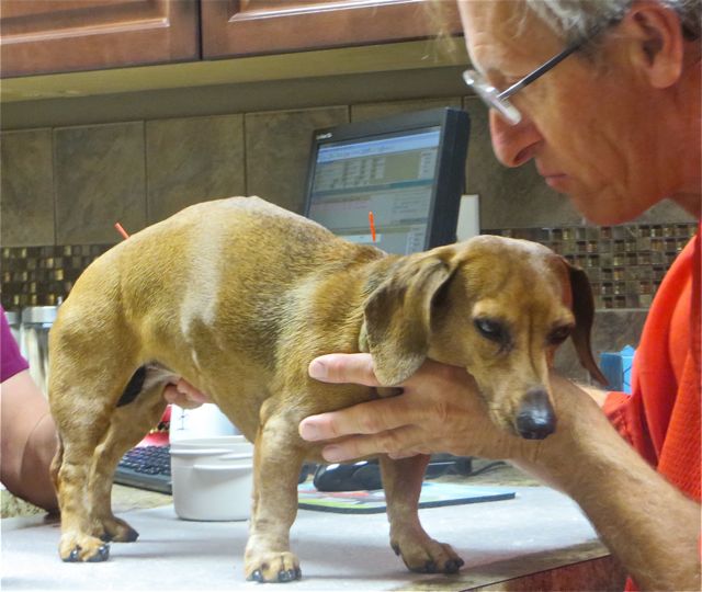 Last Tuesday was took her to our vet for acupunture.